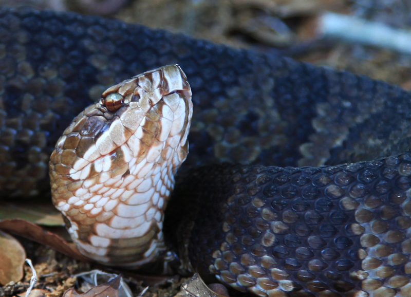 Cottonmouth