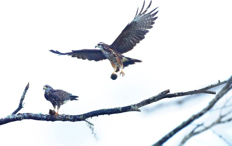 Snail Kites on the Kissimee River, FL