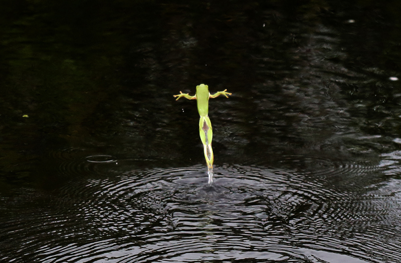Dancing Treefrog