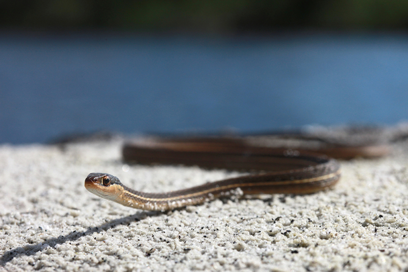 Eastern Ribbon Snake