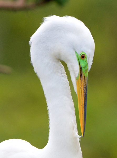 Egret Portrait