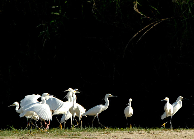 Egrets on the Prowl