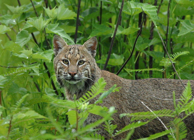 Florida Bobcat