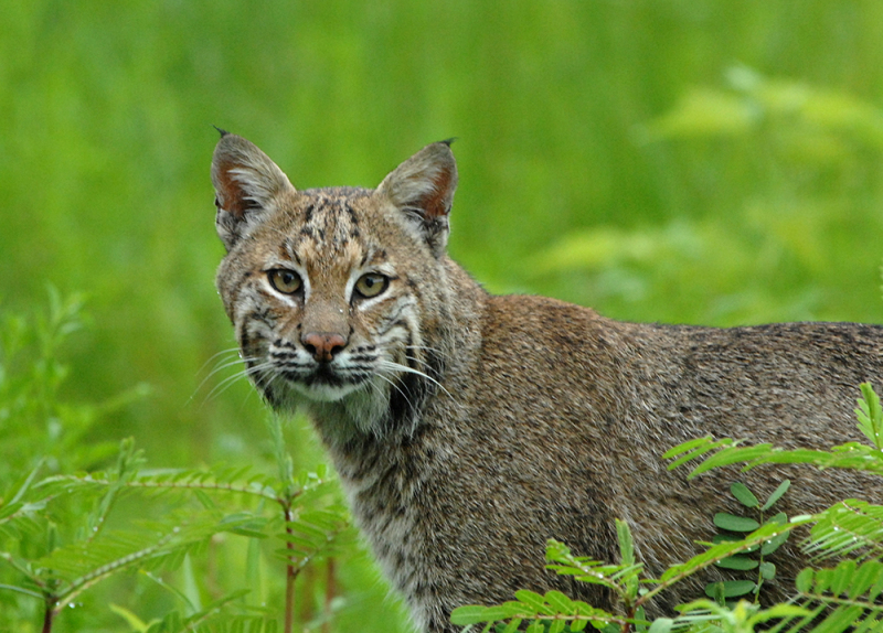 Florida Bobcat 2