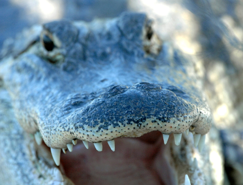 Gator Bite