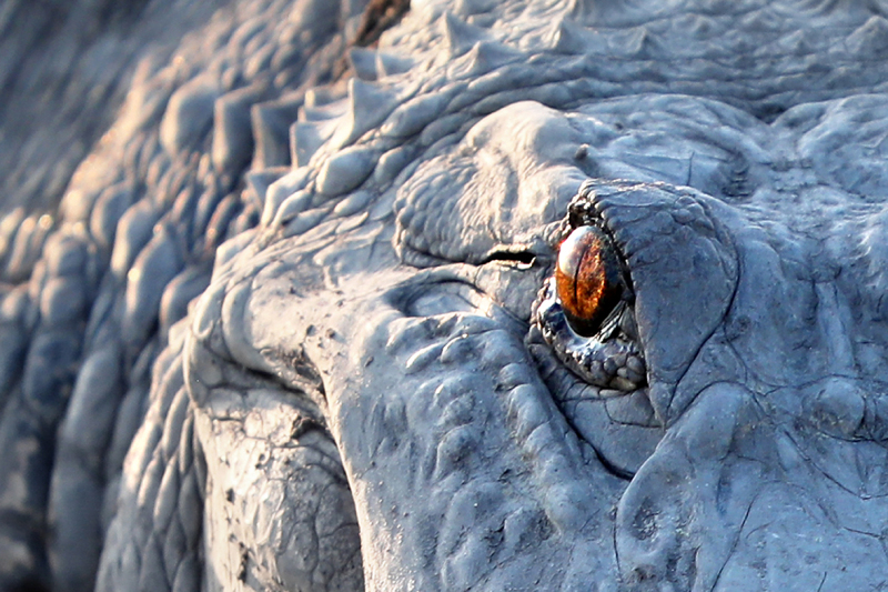 Gator Eye