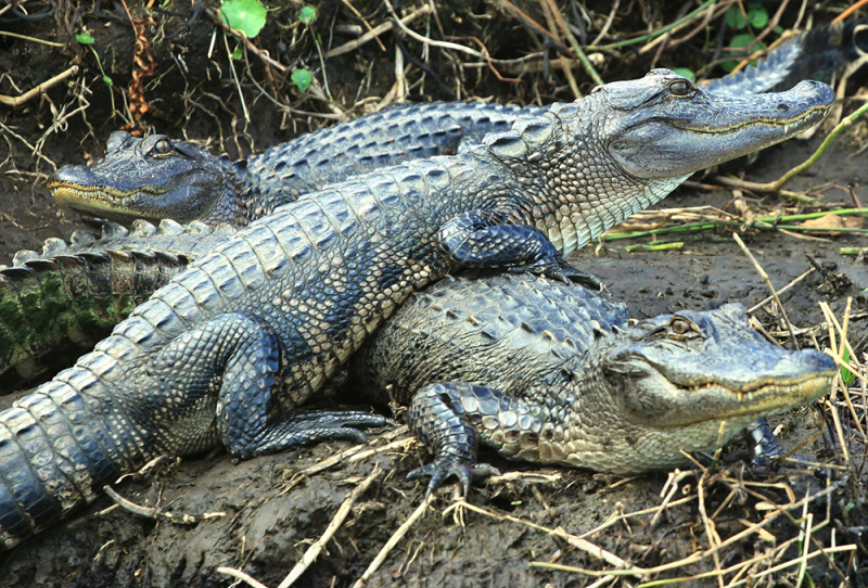 Gator Lounge