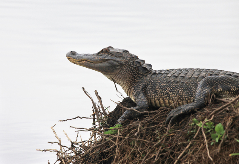 Gator on Watch