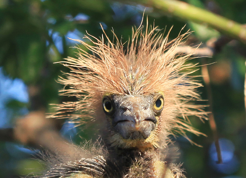 Good Hair Day - Tri-colored Heron