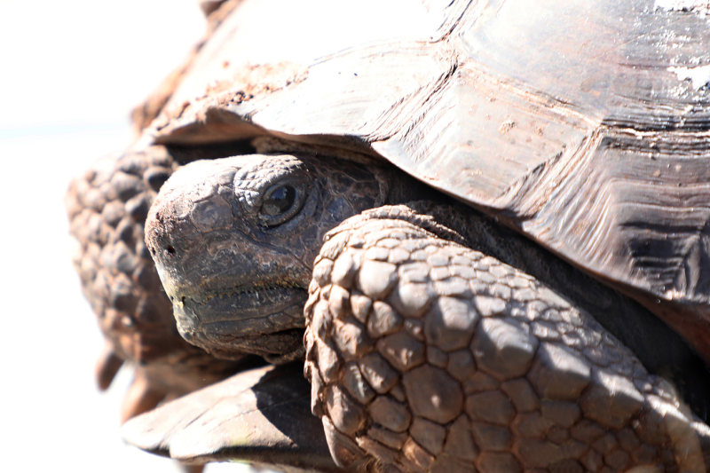 Gopher Tortoise  - Kissimme River, FL