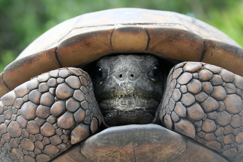 Home Sweet Home - Gopher Tortoise