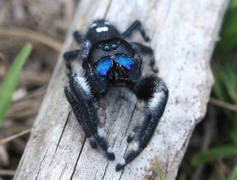 I'm not that Scary - Jumping  Spider