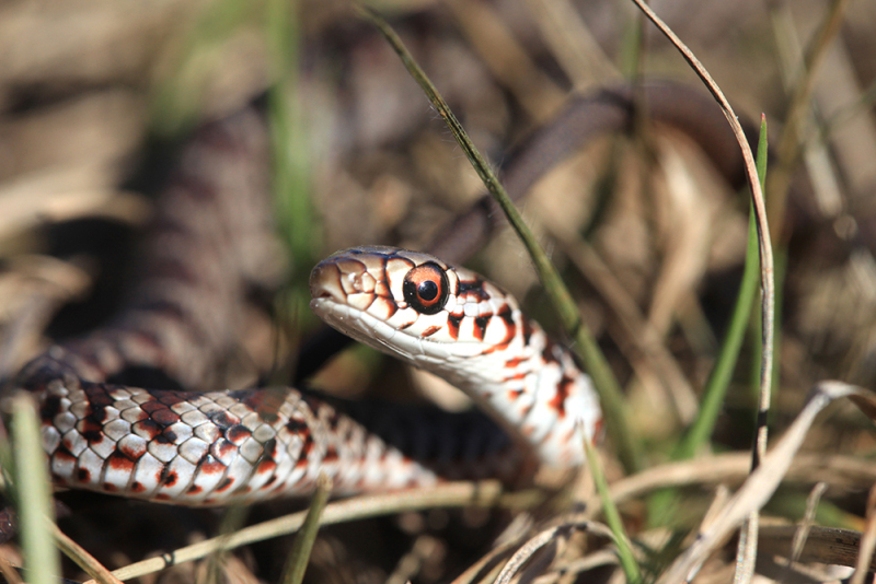 Juvenile Black Racer