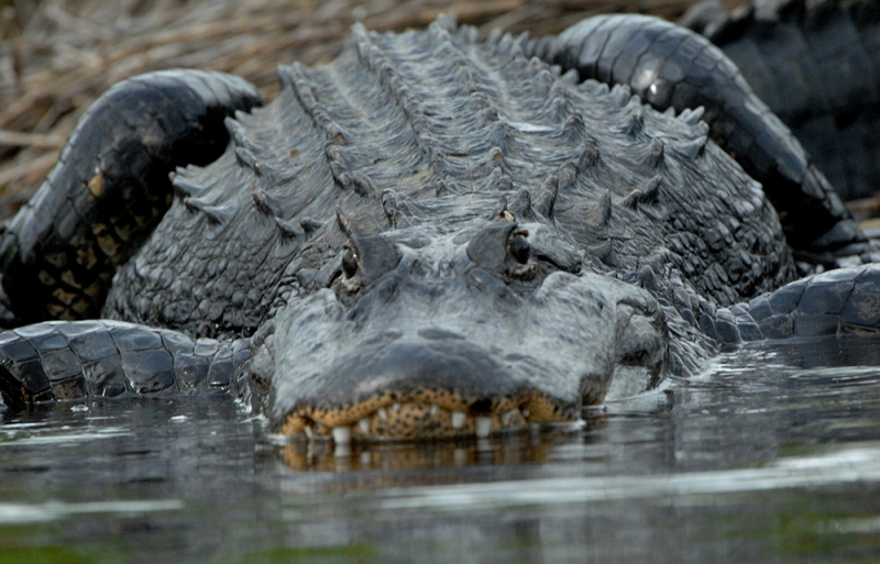 King of the Kissimmee