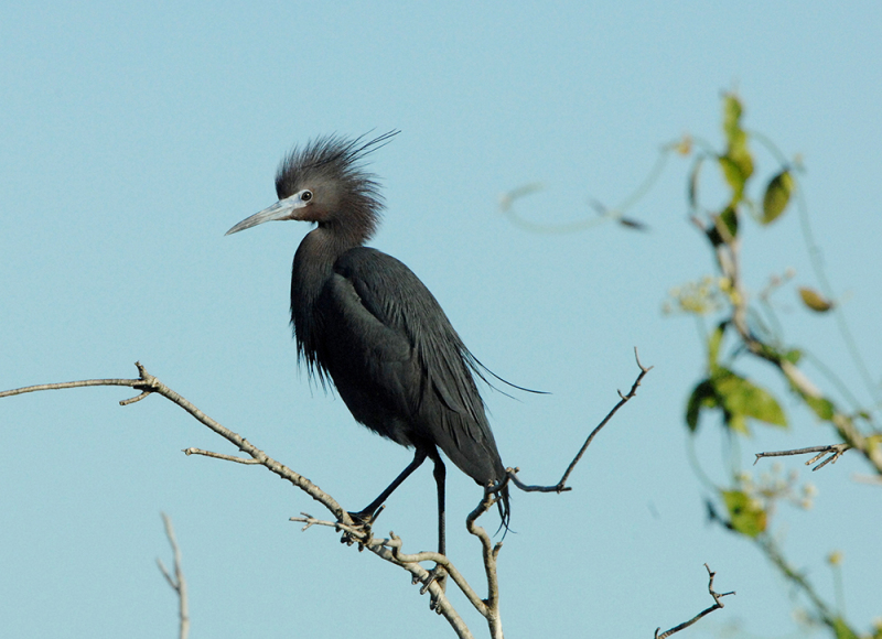 Little Blue Heron