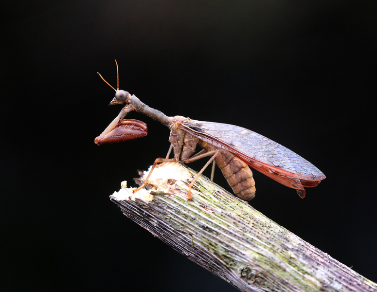 Lacewing Mantidfly