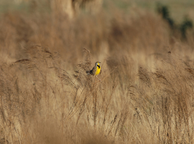 Meadow Lark