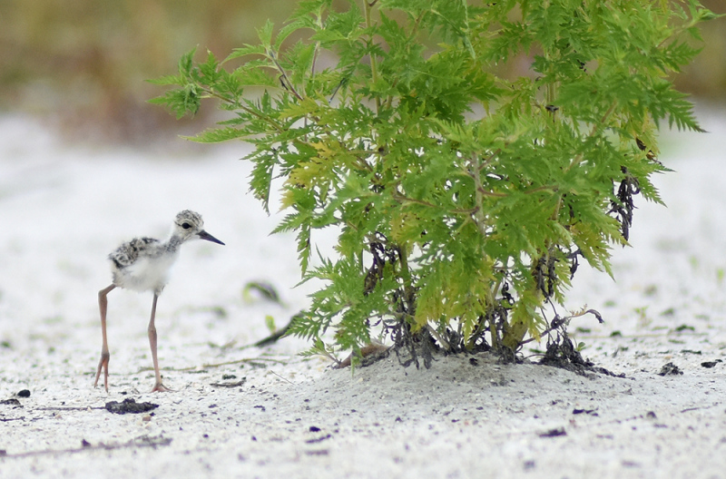 Newborn Black-necked Stilt