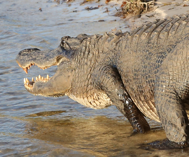 Oversize Gator