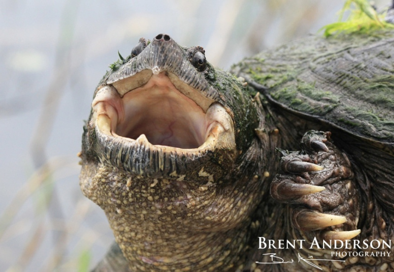 Portrait of a Florida Snapping-Turtle