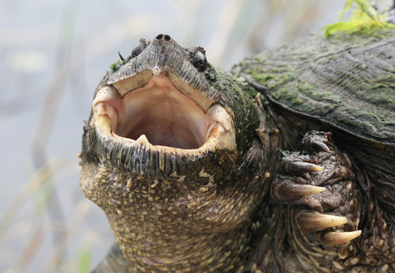 Portrait of a Florida Snapping Turtle
