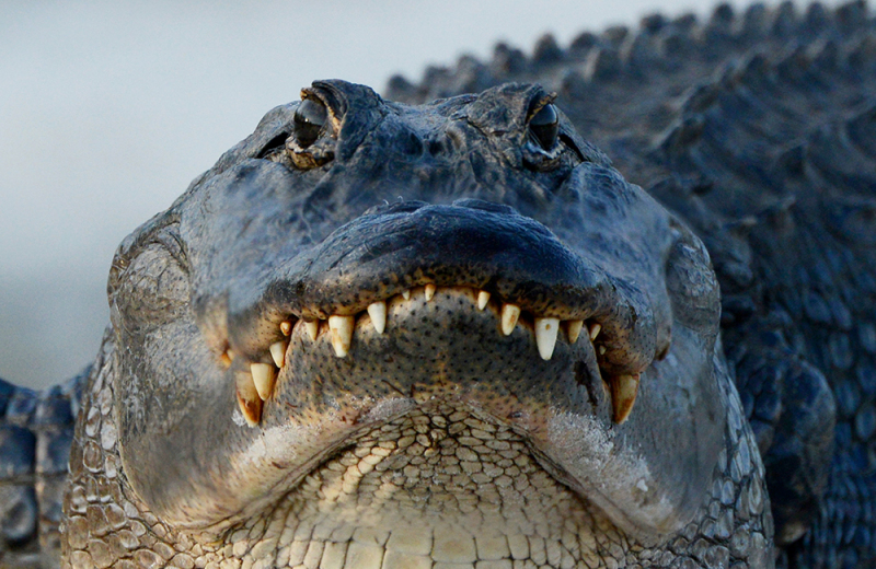 Portrait of a Gator