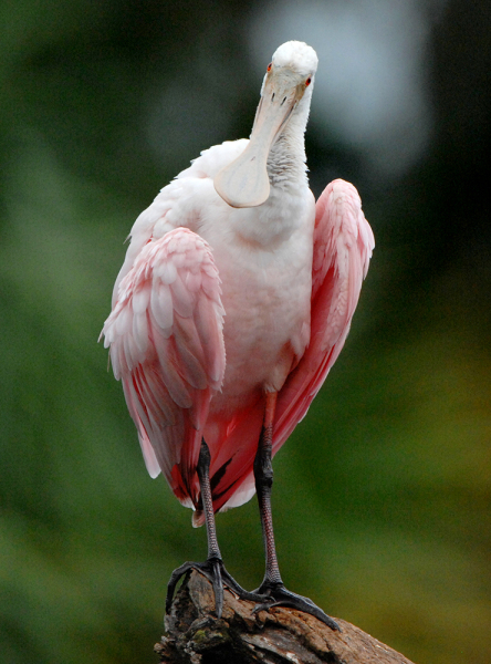 Portrait of a Roseate Spoonbill 2