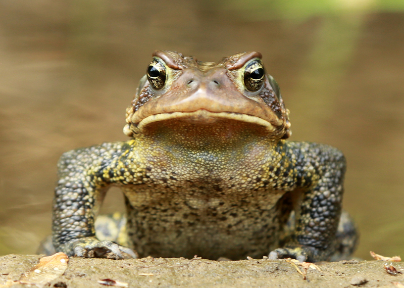 Portrait of an American Toad