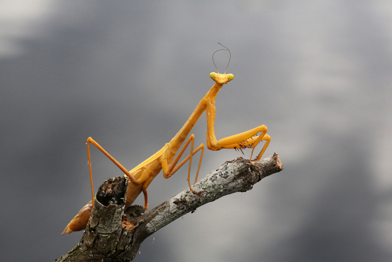 Praying Mantis