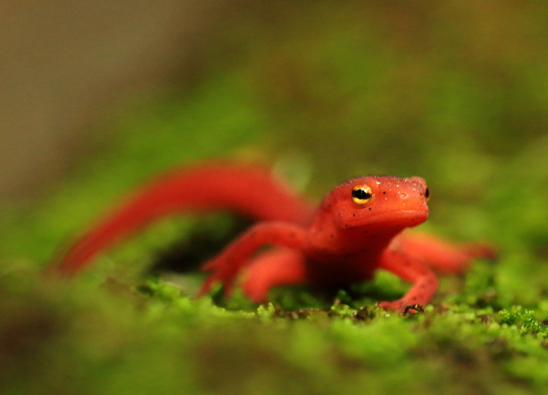 Red Eft