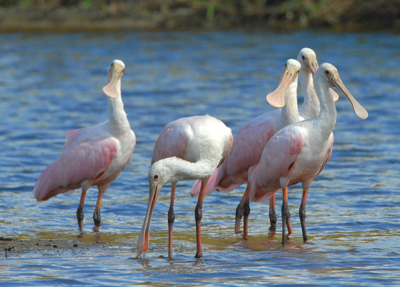 Roseate Spoonbills