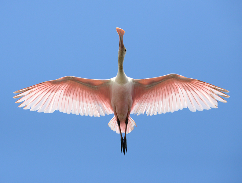 Spoonbill in Flight