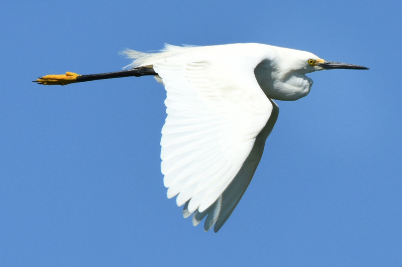 Snowy Egret Flight - Kissimmee River, FL