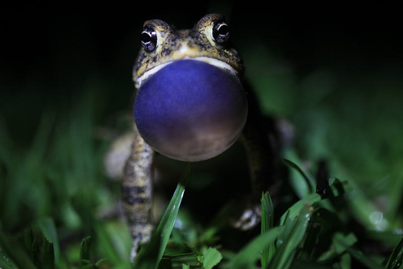 Spring is in the Air - Southern Toad