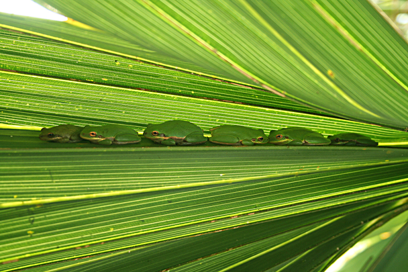 Squirrel Treefrogs