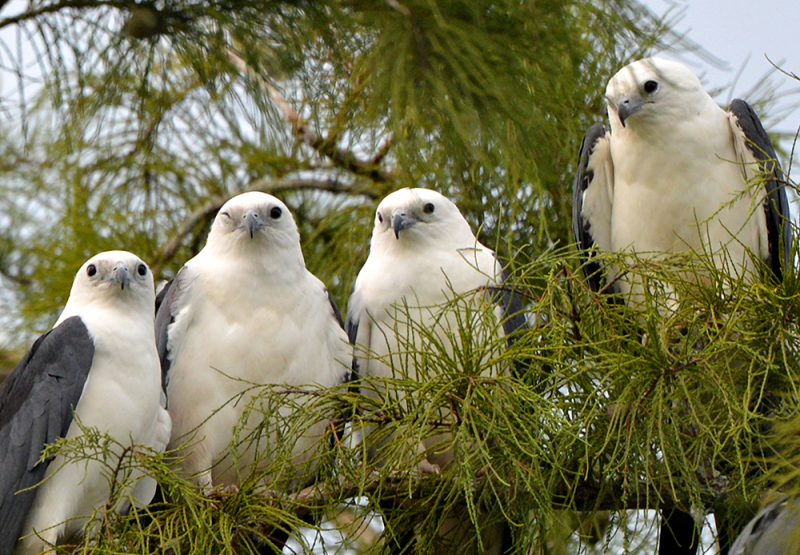 Swallowtail Kites
