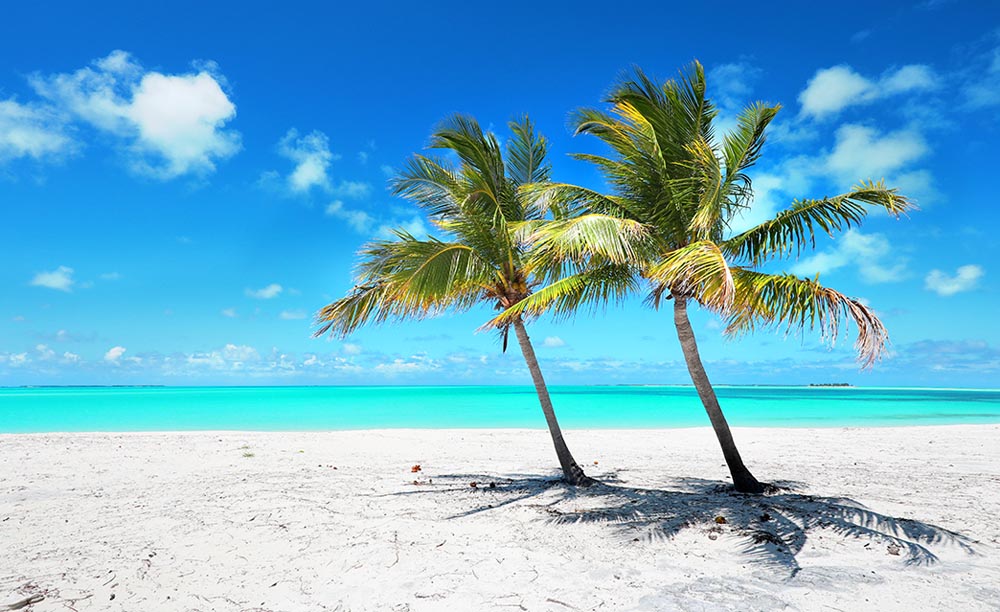 New Releases - Palm Trees on the Beach