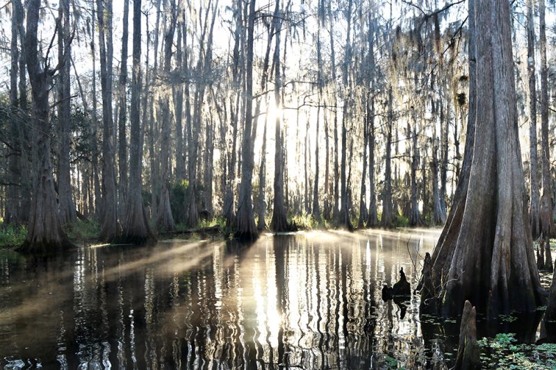 Northern Everglades 2