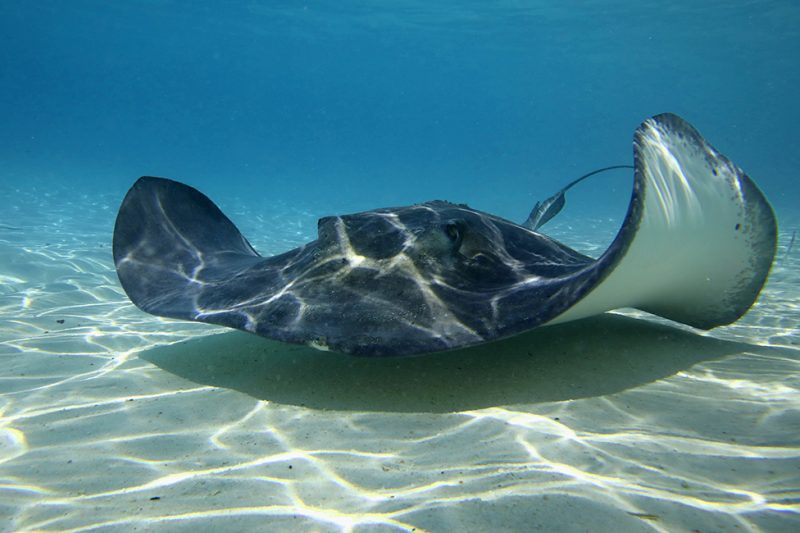 Bahamas Stingray