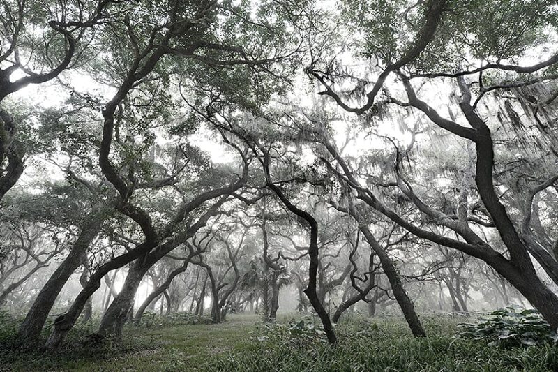 silver forest full.new.sm